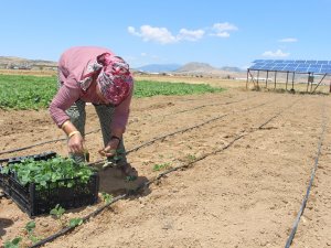 Büyükşehir'den Korkutelili çiftçilere çilek fidesi desteği