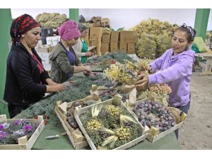 Avrupa’nın Yılbaşı çelenkleri Antalyalı kadınların ellerinden çıkıyor