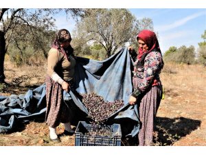 Mevsim kayması yeşil zeytini vurdu