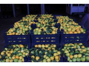 Adana’da limonun kilosu halde 25 kuruşa düştü