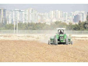 Tarsus Belediyesi, yerli buğday ekimine başladı