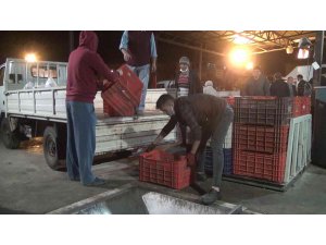 Sezonun ilk zeytin sıkımında fabrika önlerinde uzun kuyruklar oluştu