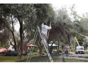 DokumaPark’ta zeytin hasadı başladı