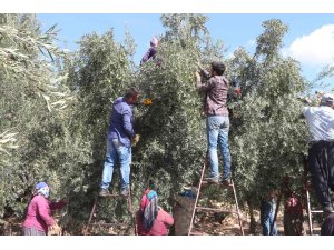 Mut’ta zeytin rekoltesi 160 bin ton