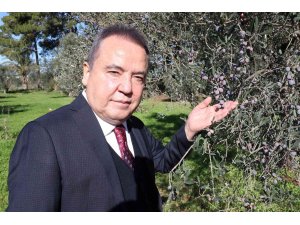 Başkan Böcek: “Zeytin Park’ı korumak boynumuzun borcudur”