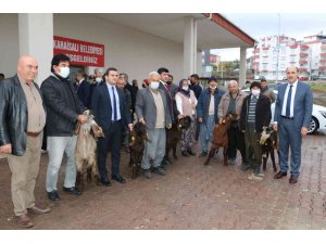 Kırsalda Kilis keçisi yaygınlaşacak