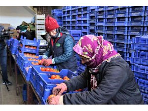 Antalya hallerinde işlem gören meyve Ocak ayında son 4 yılın ortalamasında