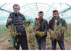 Mersin’i zirai don vurdu, seralarda ürün kalmadı