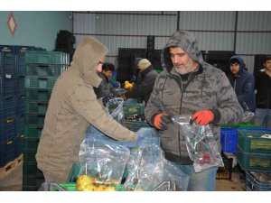 Romanya, Makedonya, Ukrayna’ya ayva ve karyağdı armudu ihracatı