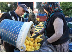 Limonun başkentinde yoğun hasat dönemi