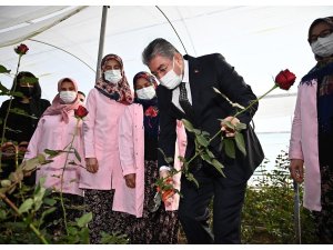 Vali Erdinç Yılmaz, gül hasadı yaptı