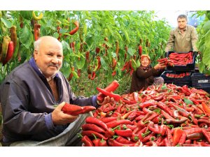 Örtü altı kırmızı biber üreticisini güldürdü