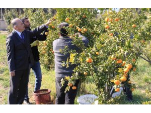 Turunçgilde sezonu uzatacak mandalina çeşidi geliştirildi, hasat başladı