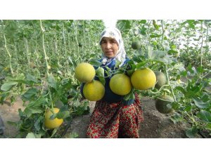 Mersin’de örtü altı kavun hasadı başladı