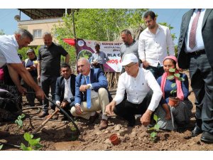 Mezitlili kadınlar aronya üretimi için ilk fidanları toprakla buluşturdu