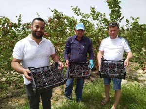 Silifke’de açıkta hasadı yapılan karadut, üreticinin yüzünü güldürüyor