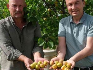 Mersin’de sofralık kayısı hasadı başladı