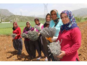 Kadınlar dikiyor, Anadolu lavanta kokuyor