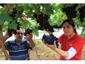 Turfanda siyah incide hasat zamanı... İlk talep turizm bölgelerinden