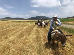 Arpa hasadı başladı, edeler at ve eşekleriyle yem sırasına girdi