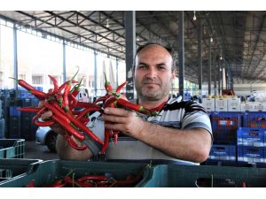 Havaların ısındığı Antalya halinde sebze fiyatları geçen haftalara göre yarı yarıya düştü