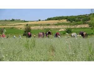 Osmaniye’de üretilen kekikler Filistin’e ihraç ediliyor