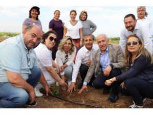 Akdeniz’de şeker otu yetiştirilecek