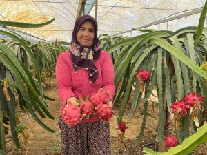 Ejder meyvesinde hasat başladı