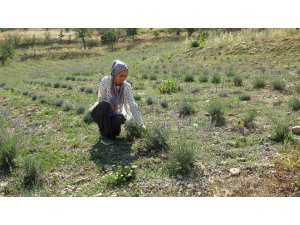 Atıl araziyi lavanta üretimine kazandırdı