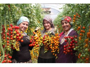 Rengarenk domates üretti, iki kat kazandı