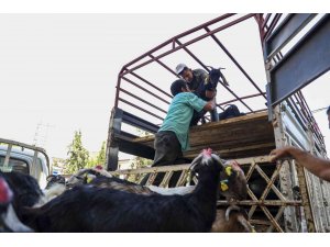 Mersin Büyükşehir Belediyesinin hayvan ve yem desteği sürüyor