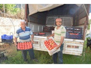 800 rakıma deneme amaçlı sera kurdu, tonlarca domates ve biber yetiştiriyor