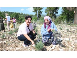 Turizm ilçesi Kemer’de lavanta hasadı