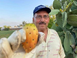 Doğada kendiliğinden yetişiyor, kilosu 60 TL’yi buluyor