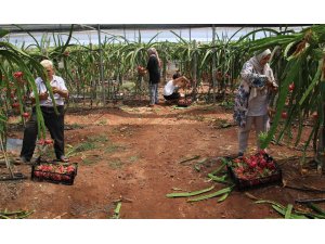 Tropikal meyvelerin en lezzetlisinin Kilosu 80 TL hasadına başlandı