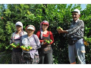 Lime cinsi limonda hasat başladı: Kilosu 50 lira