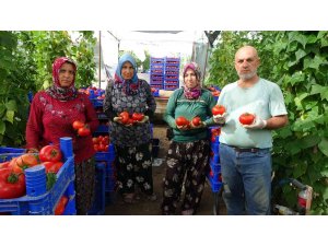 Isparta yaylalarında domates hasadı başladı