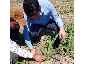 Hayvancılığın kurtuluşu olarak görülen ‘Maralfalfa’ Elbistan’da ilk kez ekildi