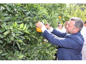 Yüreğir’de Akdeniz Meyve Sineği ile etkin mücadele