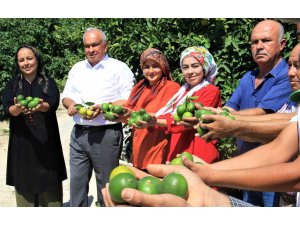 Limonun başkentinde hasat zamanı