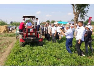 Yerli ve milli “Ayşehanım” yer fıstığının hasadı başladı