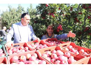 Eğirdir’de 61 bin dekarlık elma bahçesinden 400 bin ton rekolte bekleniyor