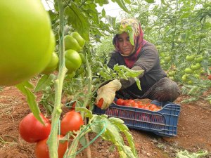 Antalya’da sezonun ilk domates hasadı yapıldı