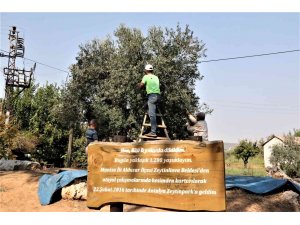 Özenle korunan bin 200 yıllık zeytin ağacında hasat bereketi