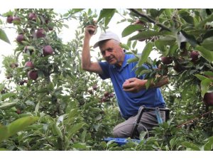 Isparta’da elma üretiminin ekonomiye katkısı 2,5 milyar TL oldu