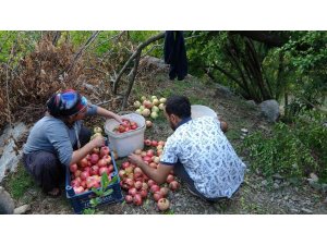 Tescilli Kuytucak narında hasat başladı