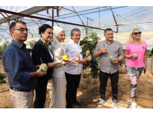 Alanya’da tropikal hasat şöleni