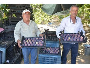 Toroslar’ın yüksek kesimlerinde incir hasadı sona erdi