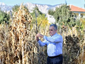 Konyaaltı örnek oldu, fasulyede üretim arttı