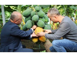 Örtü altında papaya üretimi denendi, bir fidan 60 kilo ürün verdi